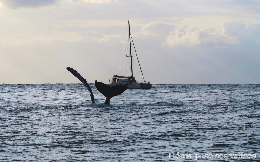 Une baleine frappe de la nageoire et saute dans l'eau à La Réunion