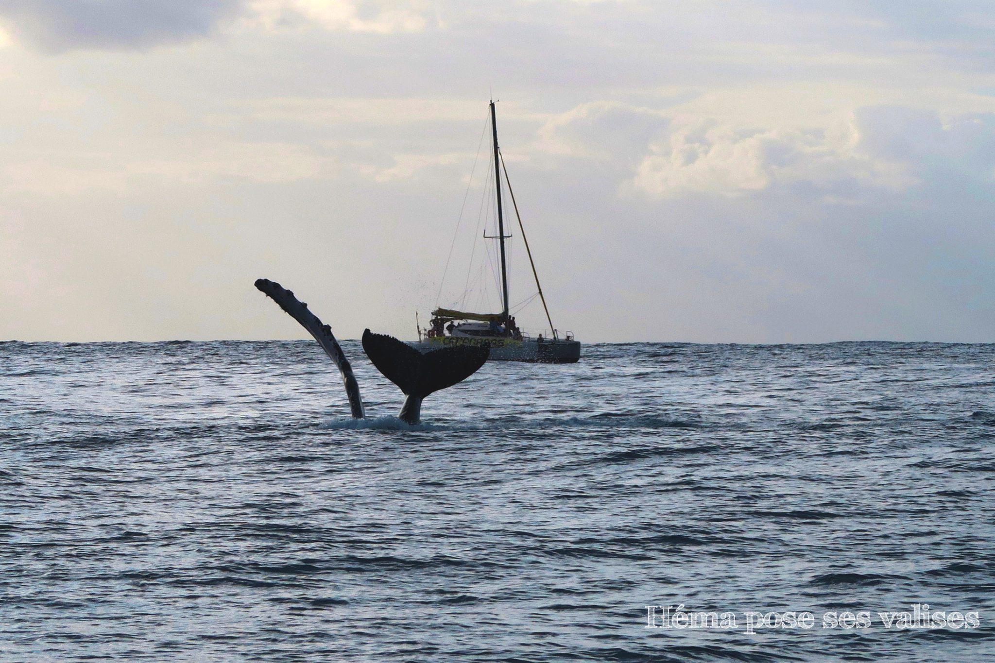 Une baleine frappe de la nageoire et saute dans l'eau à La Réunion