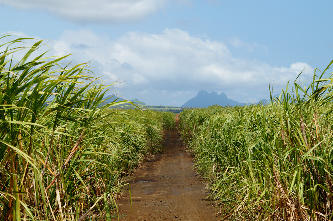 Allée dans un champ de cannes à sucre à l'Ile Maurice