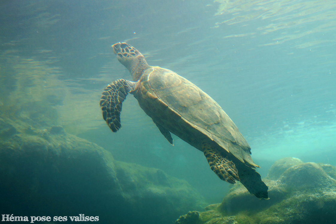 Vue d'une tortue marine depuis l'aquarium d'un bassin de Kélonia