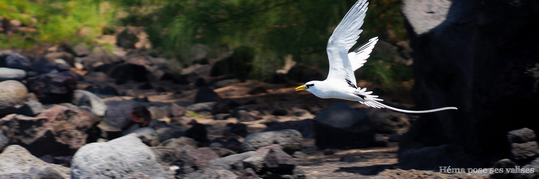 Paille-en-queue en plein vol sur la Pointe de la Table à La Réunion