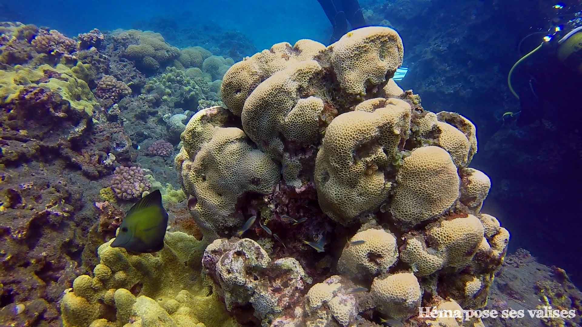 Poissons et coraux de l'île de La Réunion