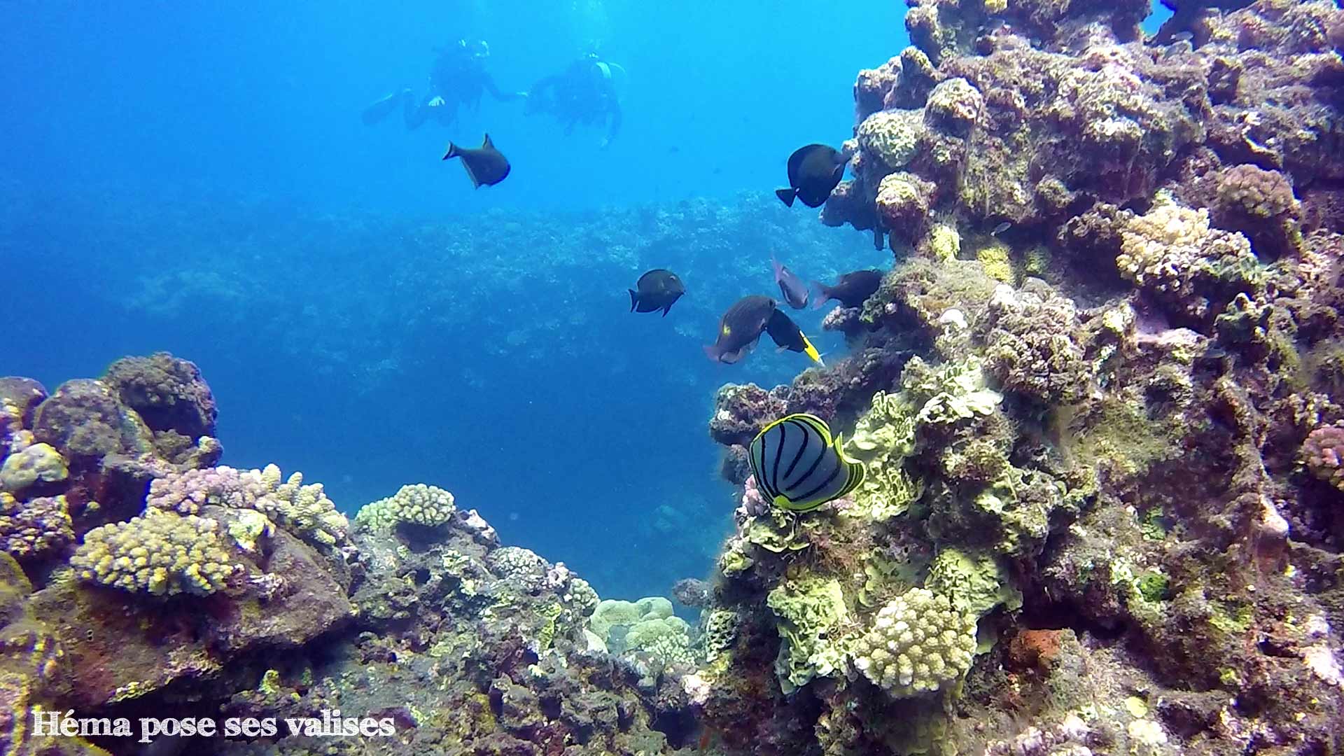 Découverte de la faune et flore sous-marine en plongée à La Réunion